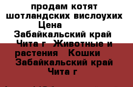 продам котят шотландских вислоухих › Цена ­ 5 000 - Забайкальский край, Чита г. Животные и растения » Кошки   . Забайкальский край,Чита г.